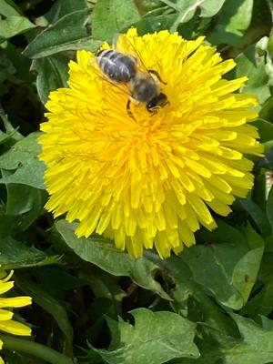 Nahaufnahme von einer Biene auf einer gelben Löwenzahnblüte