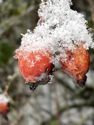 Rote Hagebutten mit Schneehaube