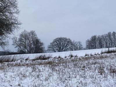 Blick über verschneite Felder unter einem grauen Himmel mit Bäumen im Hintergrund, die sich als schwarze Silhouetten vor dem Horizont abzeichnen