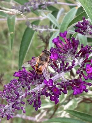 Eine lila Fliederblüte mit einer Mistbiene mit ausgebreiteten Flügeln