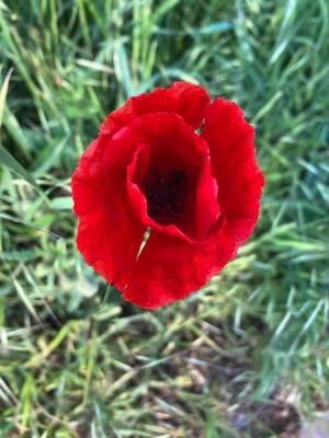 Offene Blüte eines roten Klatschmohns