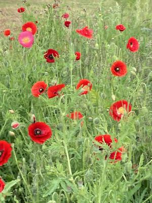 Eine Wiese voller Mohnblüten rot und eine pinke