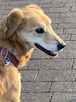 Die Fellnase ein sandfarbener Labrador-Goldenretriever-Mix