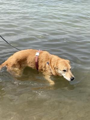 Unsere Fellnase bis zum Bauch im Meer
