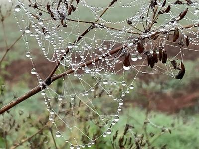 Einzelne Regentropfen hängen entlang eines Spinnennetzes wie ein funkelndes Diadem