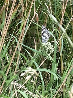 Eine blaue Blüte. Darauf ein schwarz-weißer Schmetterling mit zusammengeklappten Flügeln.