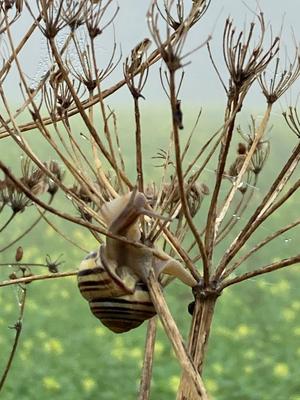 Eine Schnecke kletter an einem dünnen Ast hoch