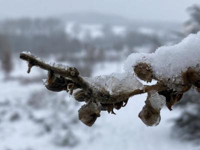 Eingeschneiter Ast