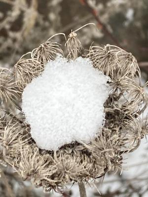 Bild einer vertrockneten grau-braunfarbigen Blütendolde in deren Mitte sich vereister Schnee angesammelt hat