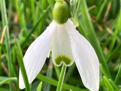 Nahaufnahme einer Schneeglöckchenblüte im grünen Gras