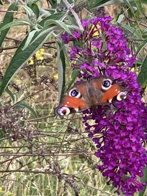 Eine lila Fliederblüte. Darauf mit ausgebreiteten Flügeln ein Schmetterling. es ist ein Tagpfauenauge