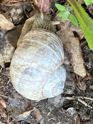 Weinbergschnecke halb aus ihrem Haus heraus